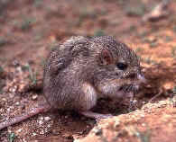 Pocket Mouse